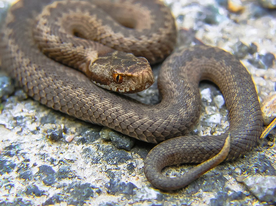 La vipera, un incontro estivo che è meglio evitare